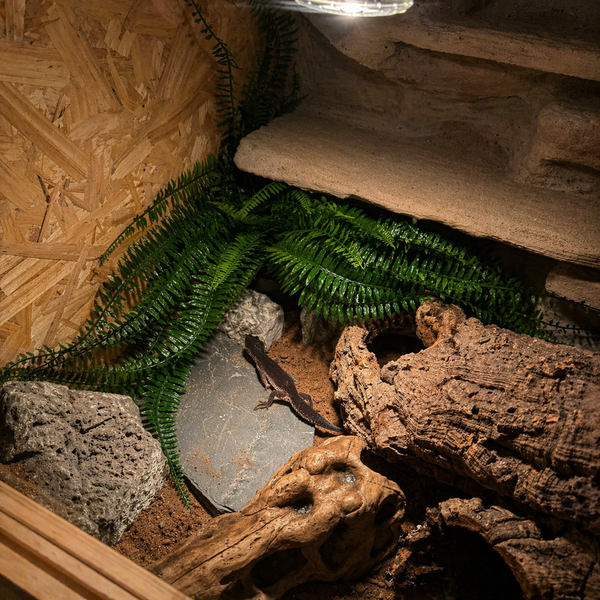 Terrarien Komplettlösungen