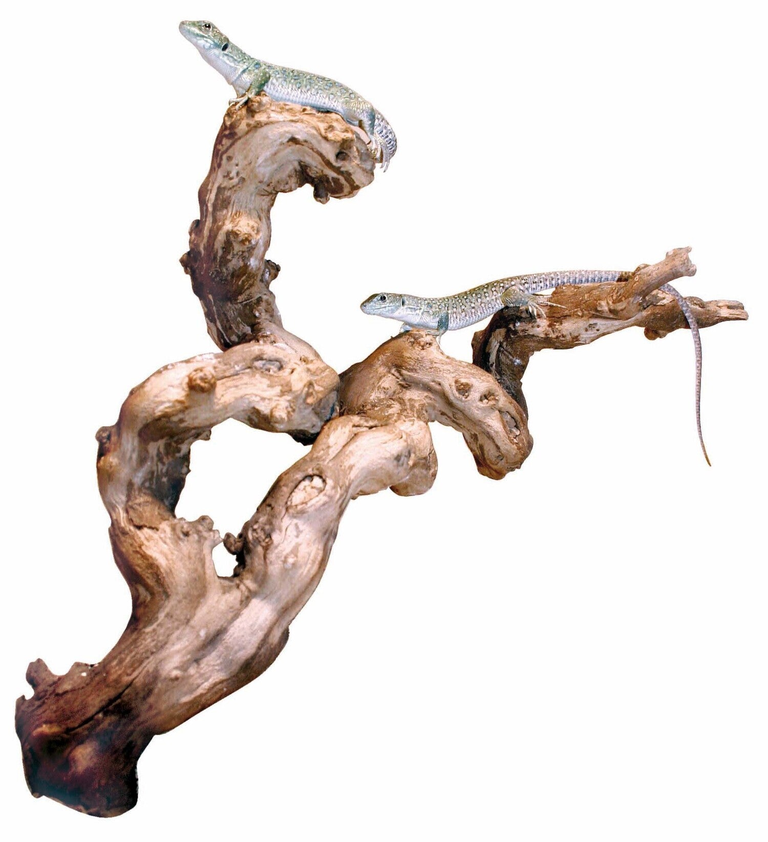 Weinrebe wassergestrahlt - Ansprechende Terrariendekoration